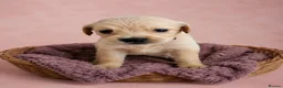 Golden Retriever dogs for sale: READY TO LEAVE 4 girls Golden retriever puppies - Advert 10