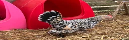 Chickens poultry for sale: Sablepoot bantam chicks, growers, hens, eggs - Advert 5