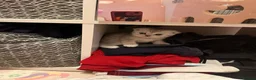 Scottish Fold cats for sale: 2 kittens left available  - Advert 2