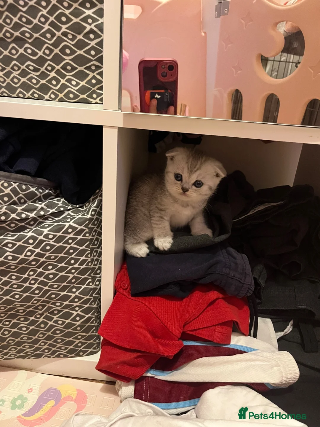 Scottish Fold cats for sale: 2 kittens left available  - Advert 2