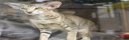 Oriental cats for sale: Black Tabby Female  - Advert 4