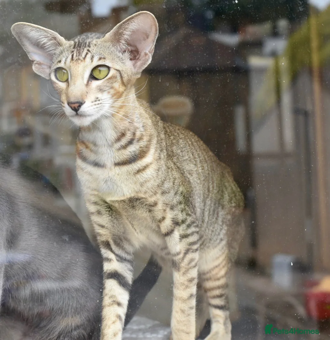 Oriental cats for sale: Black Tabby Female  - Advert 4