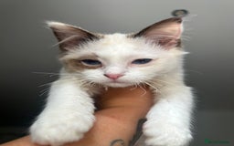 Ragdoll cats for sale: X3 Ragdolls (flame point, bicolour and seal point) - Image 4
