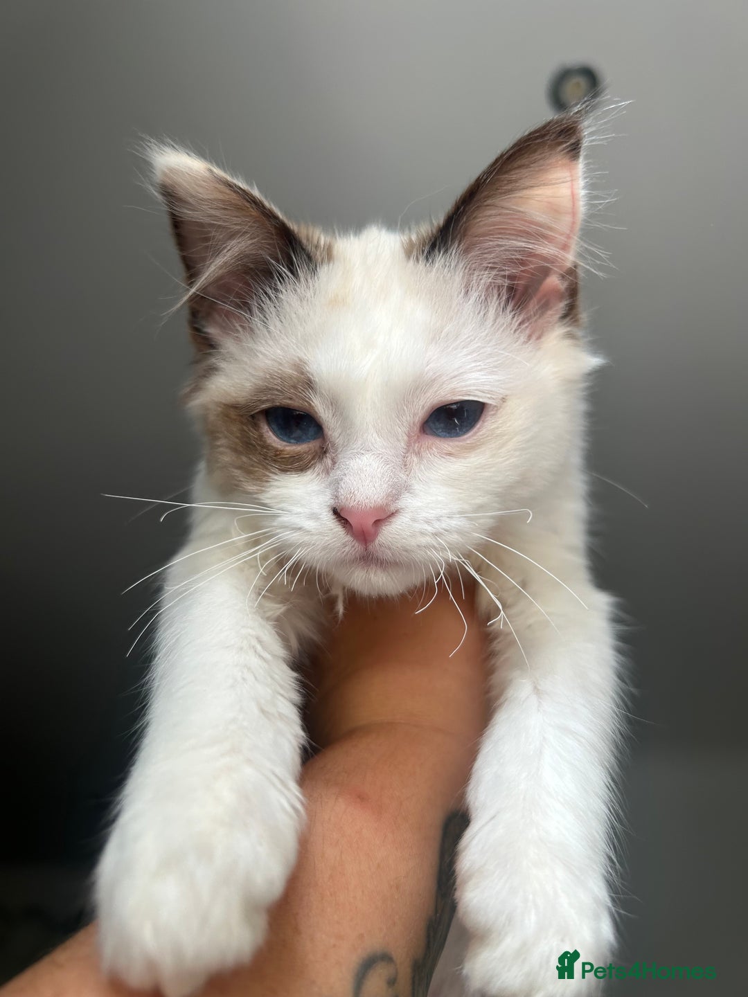 Ragdoll cats for sale: X3 Ragdolls (flame point, bicolour and seal point) - Image 4