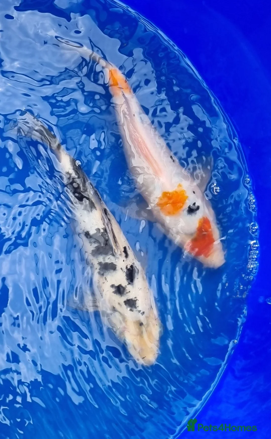 Koi Carp fish for sale: Koi carp - Advert 2