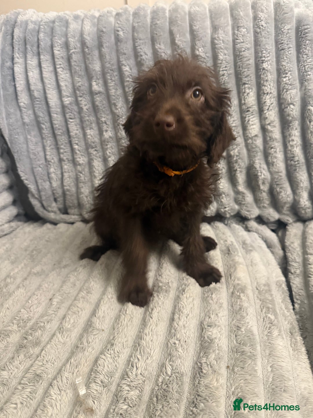 Labradoodle dogs for sale: Last 1 F1 miniature labradoodle  - Advert 1