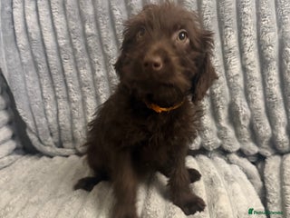 Labradoodle dogs Last 1 F1 miniature labradoodle - Advert 5