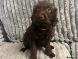 Labradoodle dogs Last 1 F1 miniature labradoodle - Advert 5