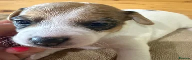 Jack Russell Puppy 6