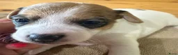 Jack Russell dogs for sale: Jack Russell puppy’s  - Advert 10