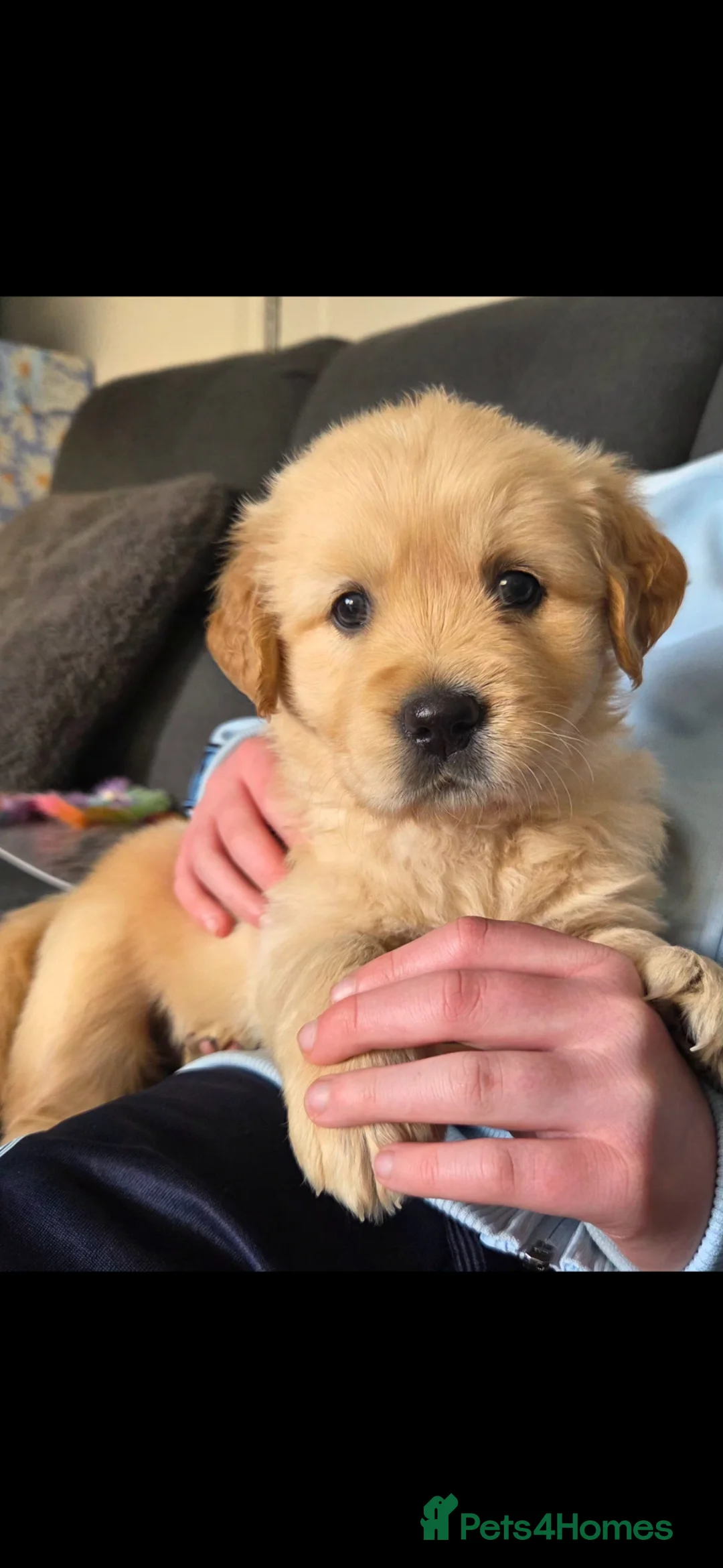 Golden Retriever dogs for sale: One beautiful golden girl still available.  - Advert 3