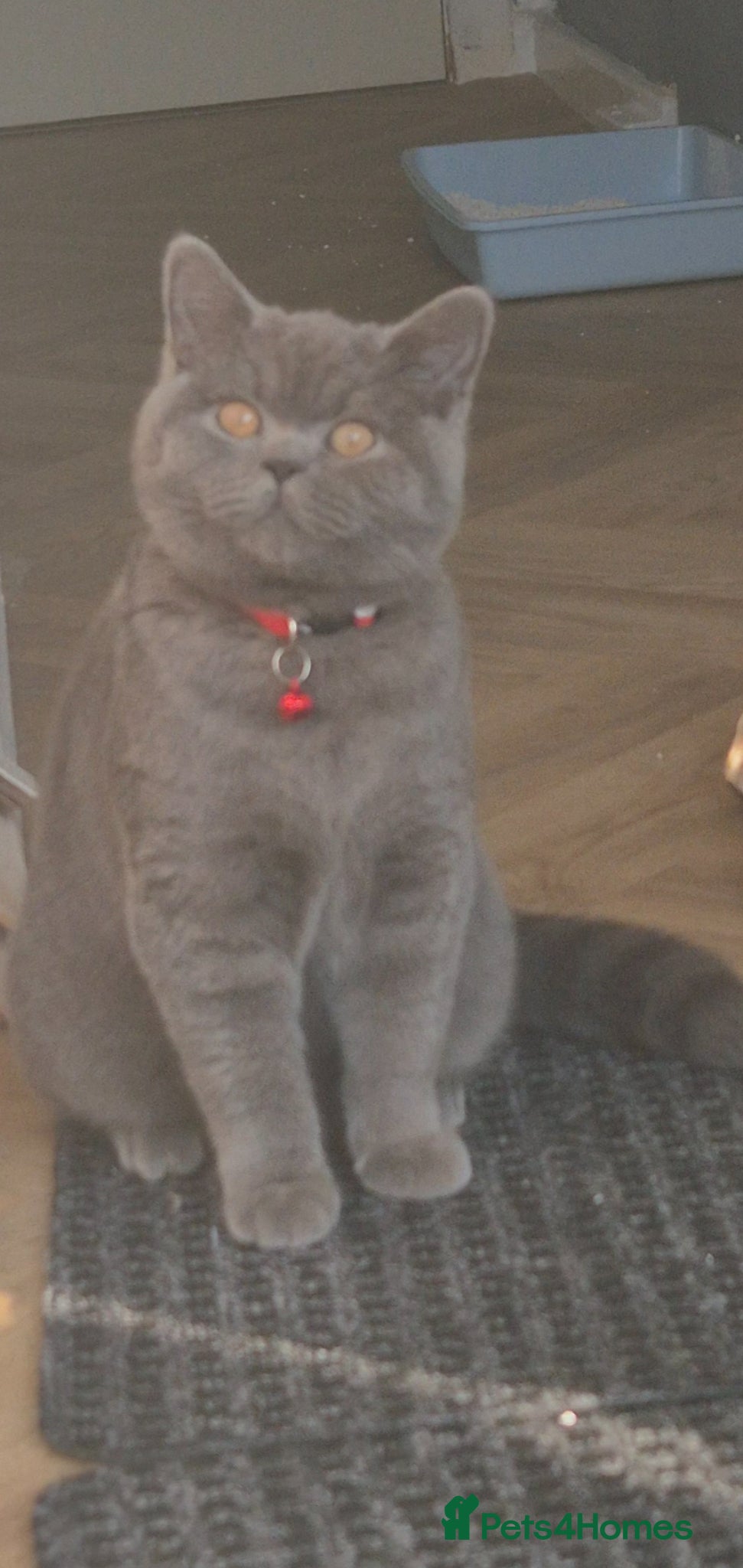 British Shorthair cats Female kitten - Advert 1