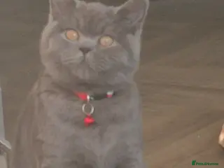 British Shorthair cats Female kitten - Advert 1
