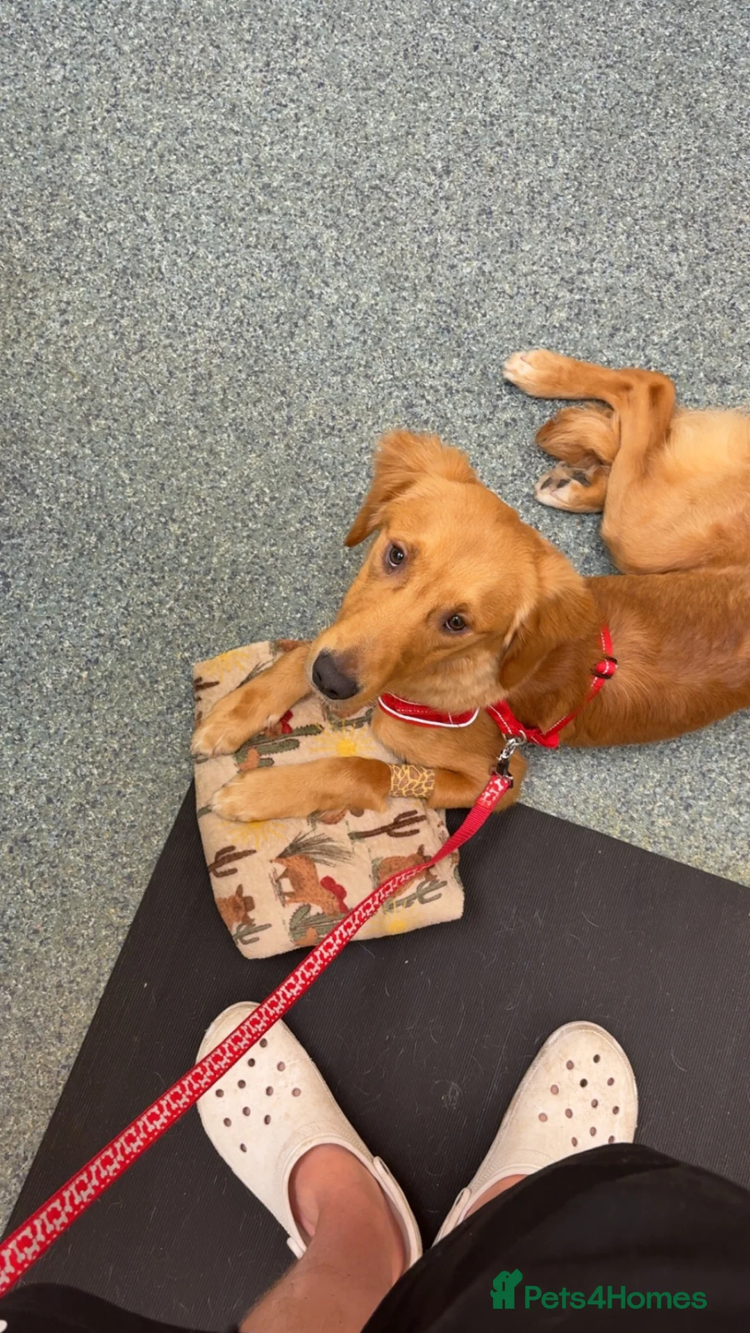 Golden Retriever dogs for sale: Male Golden Retriever Puppy - Advert 2