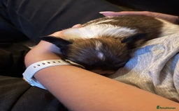Papillon dogs for sale: KC Papillon. DNA health tested.  - Image 20