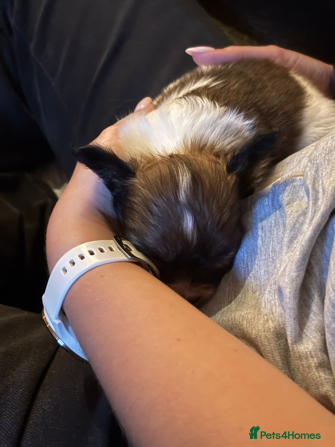Papillon dogs for sale: KC Papillon. DNA health tested.  - Image 20