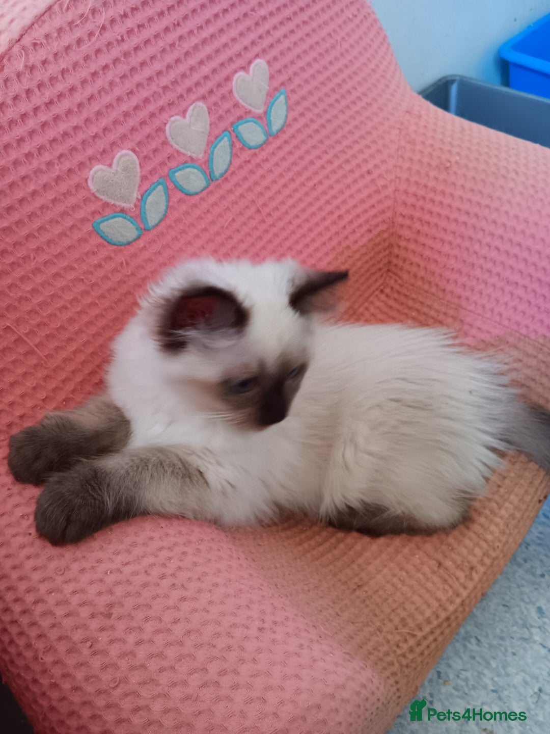 Ragdoll cats for sale: Pedigree Ragdoll kittens for sale - Image 5