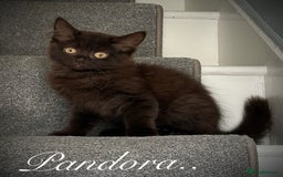 Mixed Breed cats for sale: Beautiful litter sphynx x Ragdoll babies - Image 1