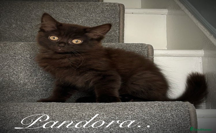 Mixed Breed cats for sale - Advert 2
