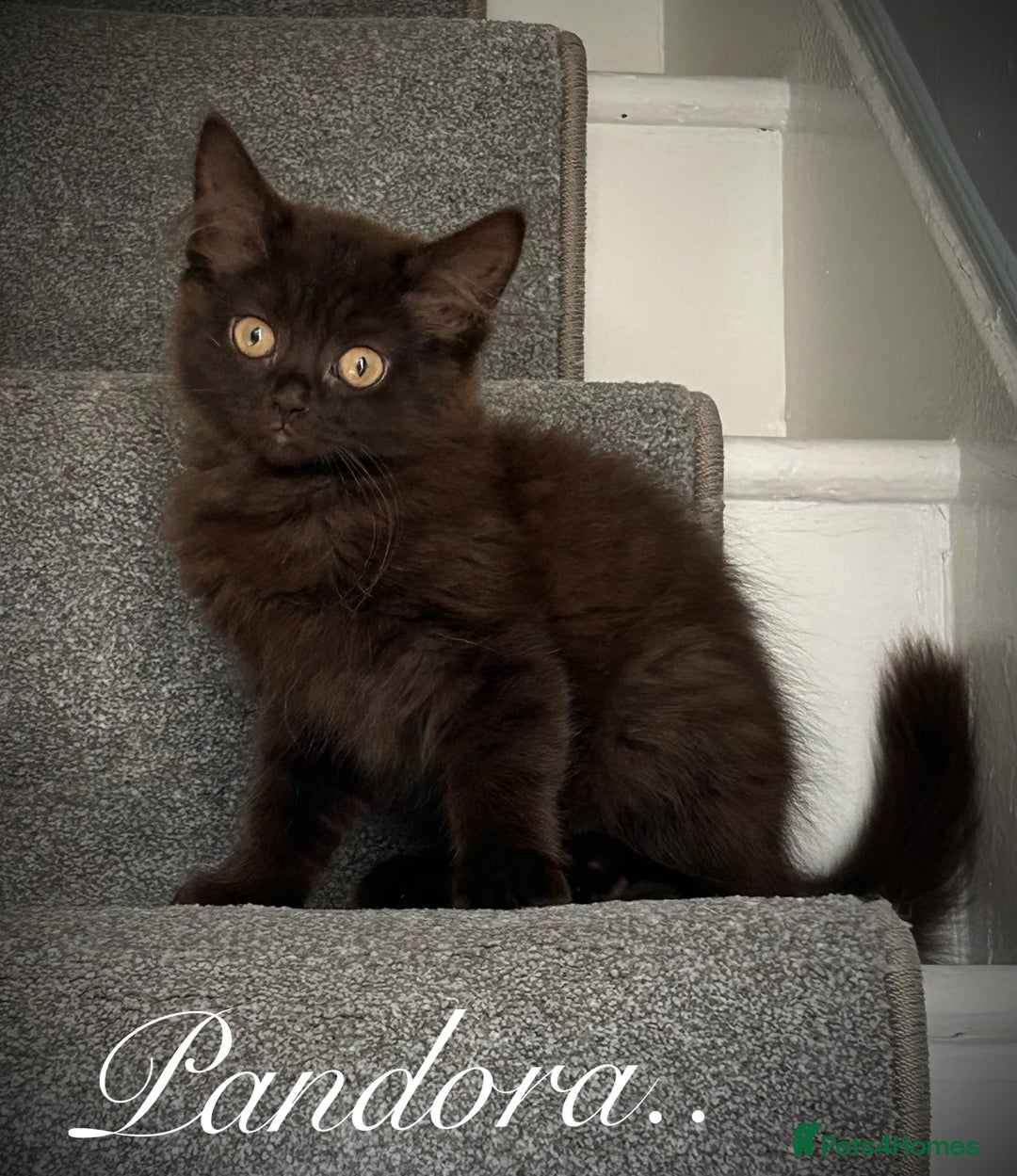 Mixed Breed cats for sale: Beautiful litter sphynx x Ragdoll babies - Image 1