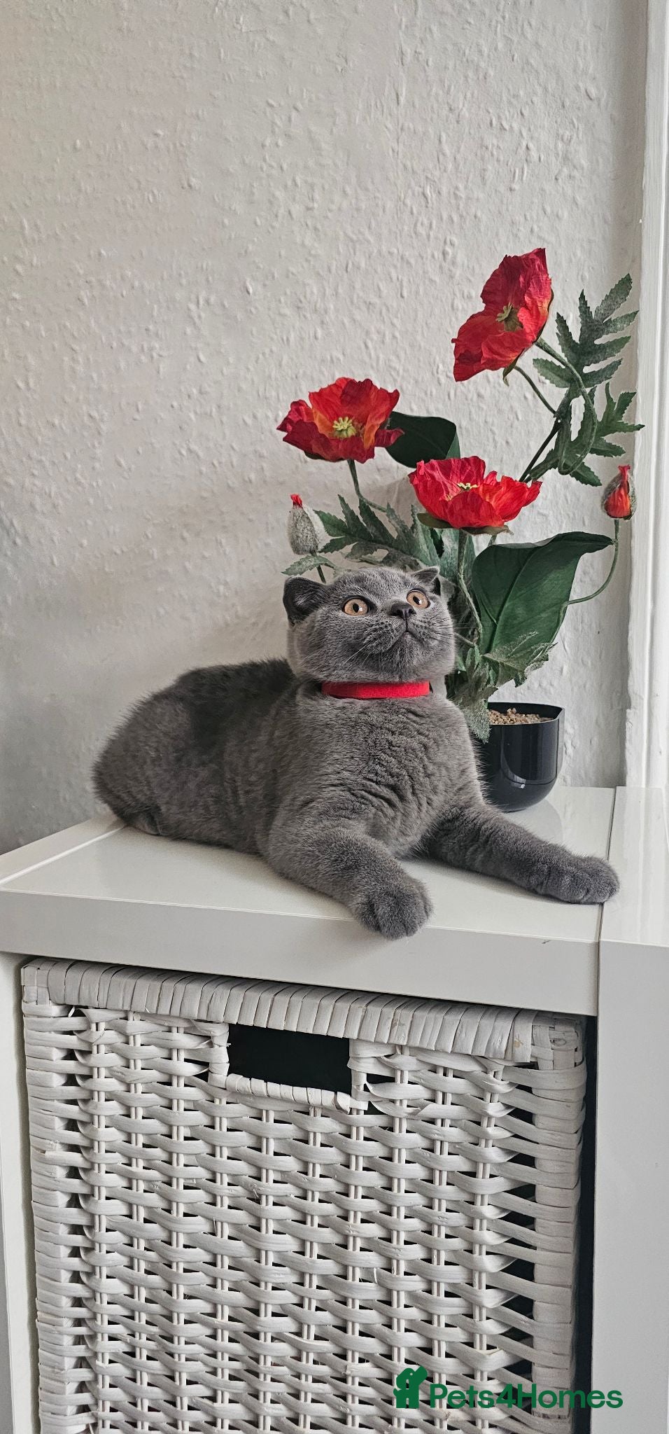 Scottish Fold cats FULLY VACCINATED! Last Scottish Fold Male - Advert 1