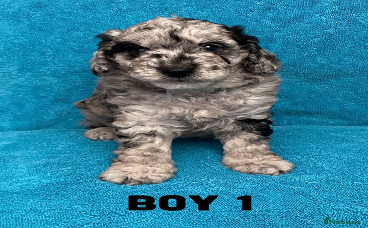 Goldendoodle dogs - Advert 1