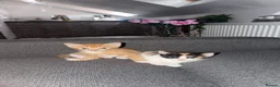 British Shorthair cats for sale: Beautiful Calico & Ginger Kitten - Advert 5