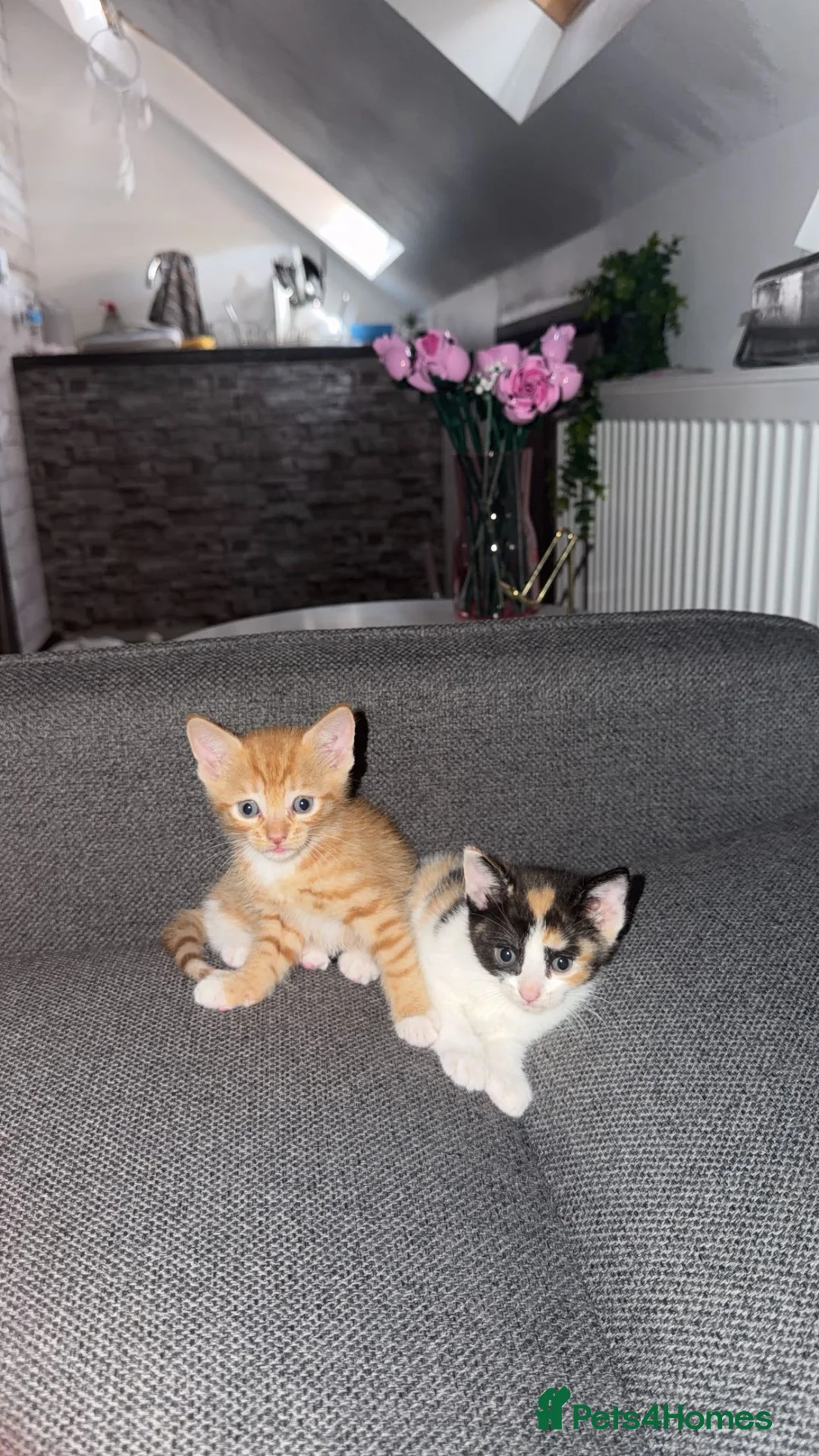 British Shorthair cats for sale: Beautiful Calico & Ginger Kitten - Advert 5