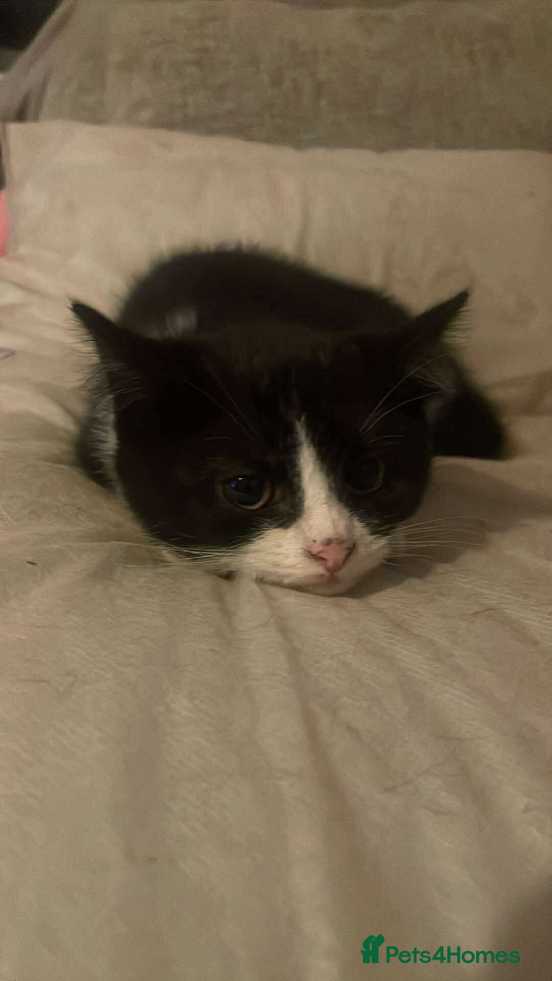 Scottish Fold cats for sale: 4 half Scottish fold kittens - Advert 7