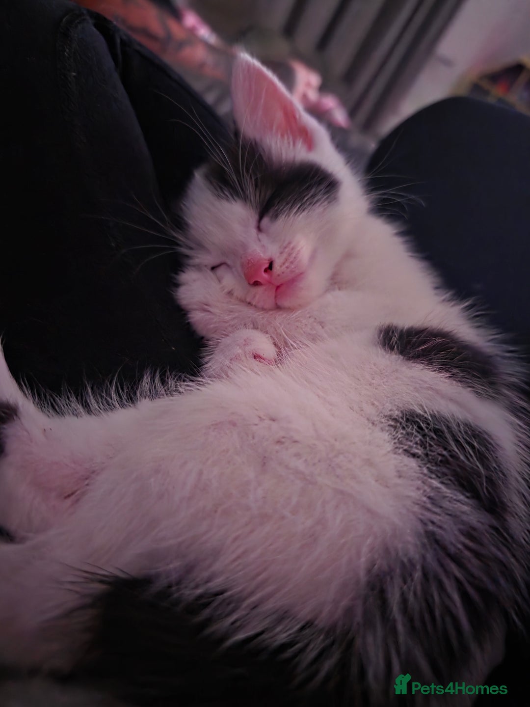 Mixed Breed cats for sale: 2 gorgeous male kittens  - Image 4