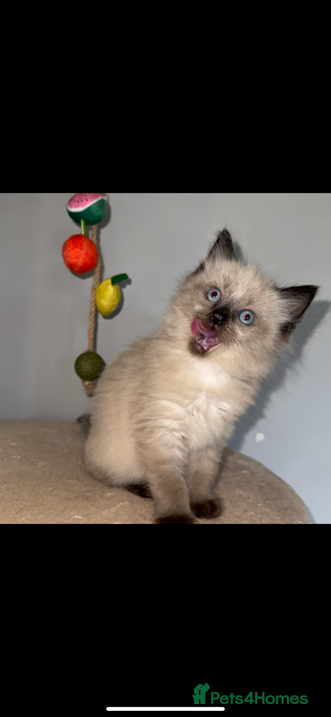 Ragdoll cats for sale: Gorgeous Ragdoll x British Shorthair Kittens  - Image 14