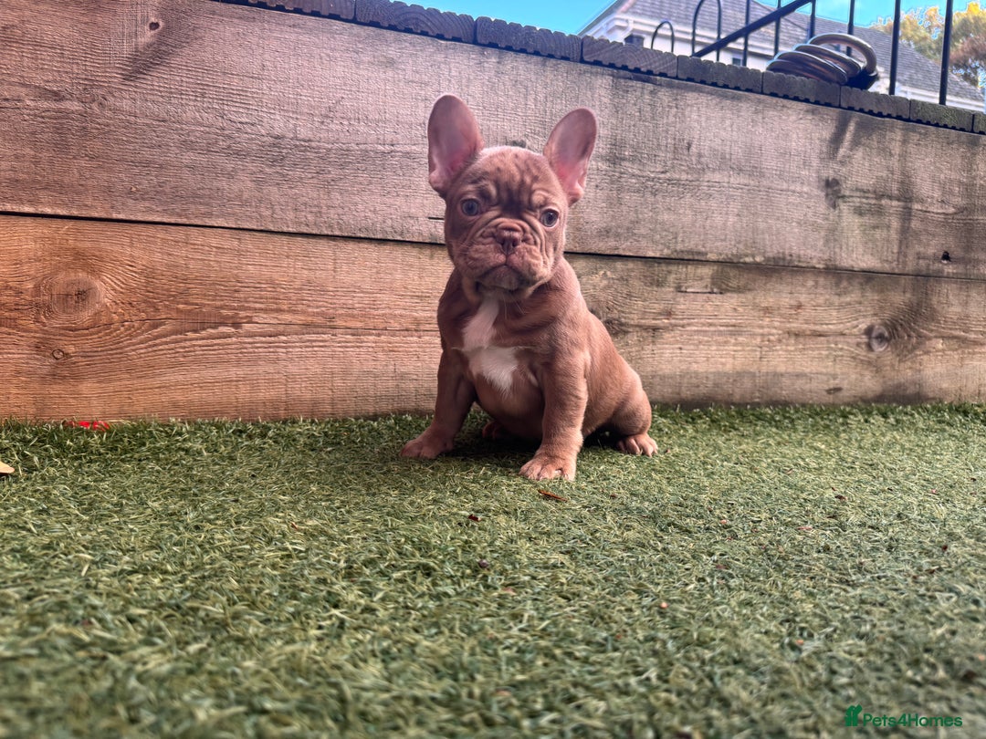 French Bulldog dogs for sale: 1 female available  READY TO LEAVE,   - Image 14