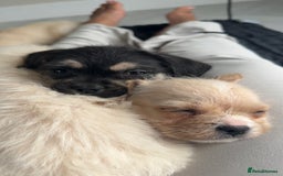 Mixed Breed dogs for sale: 6 fluffy frenchie cross puppies - Image 11