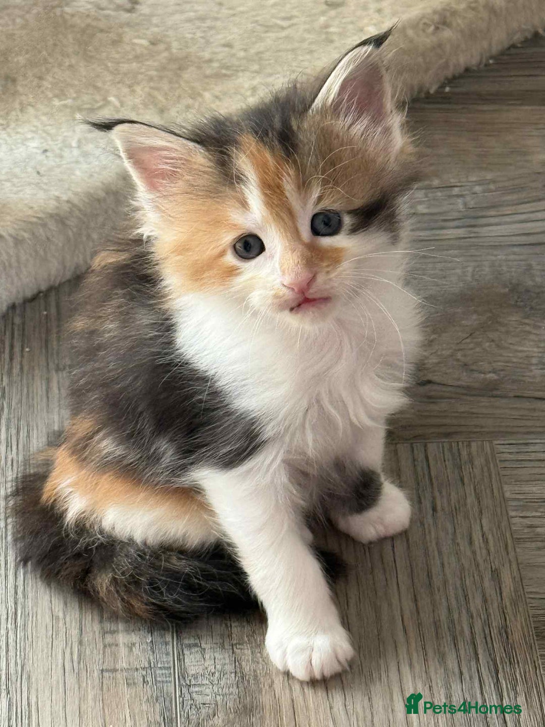 Maine Coon cats for sale: TICA Pedigree Maine Coon Kittens  - Image 21