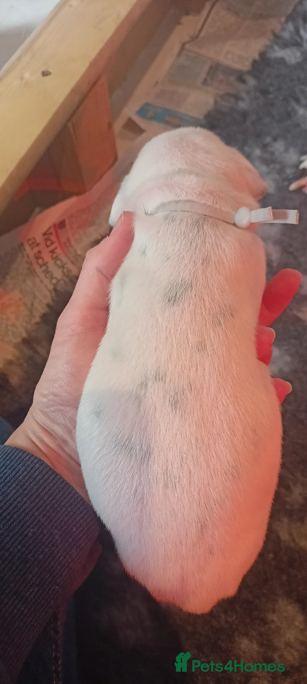 Dalmatian dogs for sale: Beautiful dalmatian puppies - Advert 33