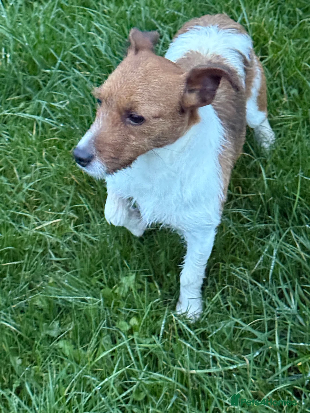 Jack Russell dogs for stud: Branston in Pickering - Advert 6