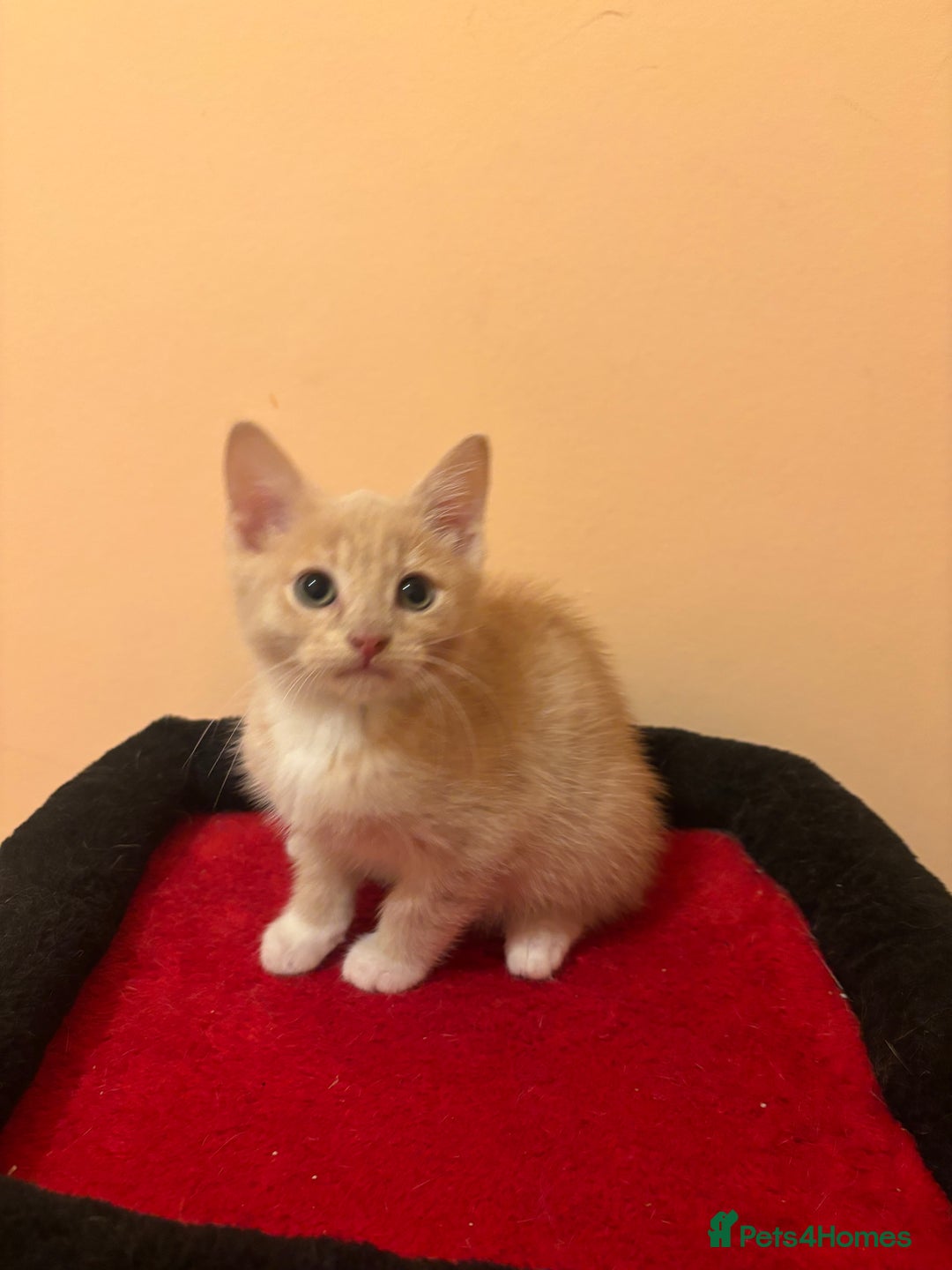 Mixed Breed cats for sale: Gorgeous Kittens Ready For A New Home!  - Advert 10