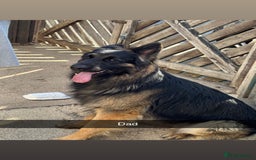 German Shepherd dogs for sale: Beautiful black/tan German shepherd pups for sale  - Image 10