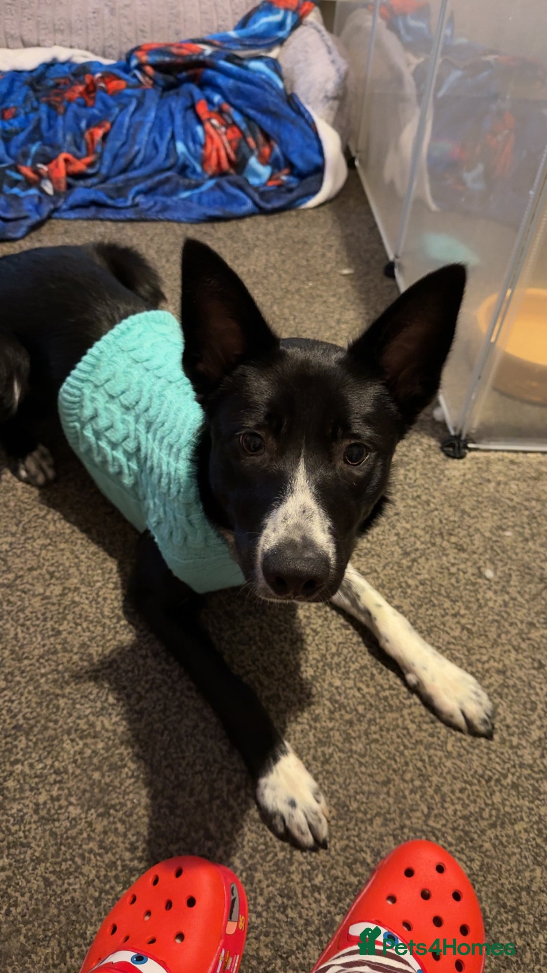 Border Collie dogs for sale: Coco the collie - Advert 5