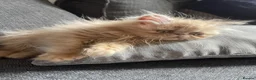 Persian cats for sale: Lovely Persian Boy 14 months old  in Telford - Advert 3