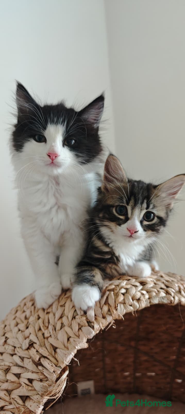 Mixed Breed cats kittens - mid-long hair black and white and ginger - Advert 4