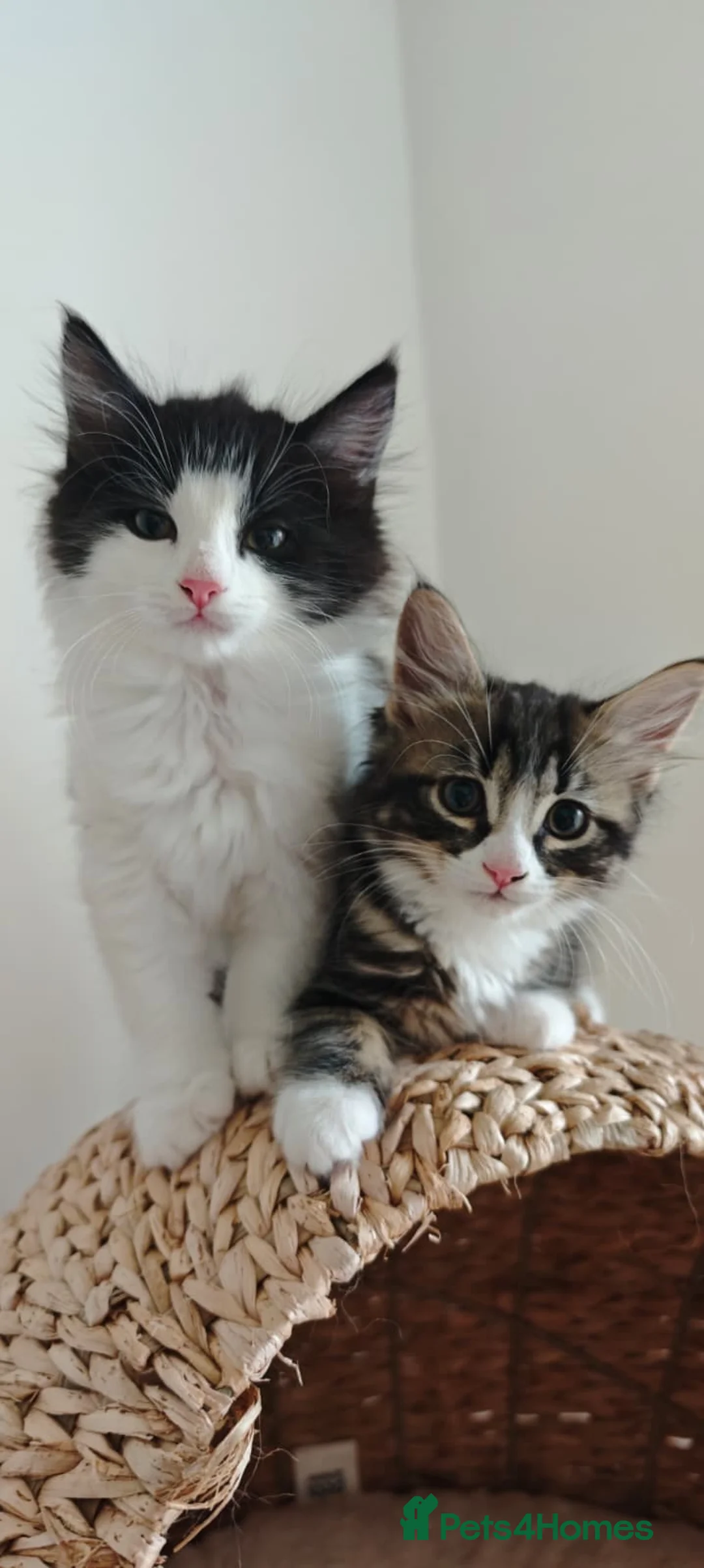 Mixed Breed cats for sale: kittens - mid-long hair black and white and ginger in Airdrie - Advert 1