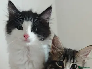 Mixed Breed cats kittens - mid-long hair black and white and ginger - Advert 5