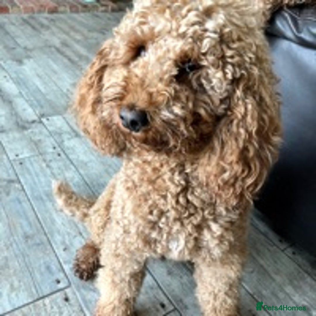 Cockapoo dogs for stud: miniature poodle for stud in Alford - Advert 3