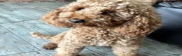 Cockapoo dogs for stud: miniature poodle for stud in Alford - Advert 3