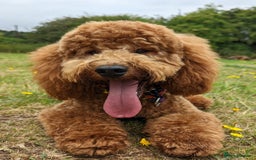 Cockapoo dogs for stud: Stunning proven KC reg Red Miniature Poodle in Cannock - Image 2