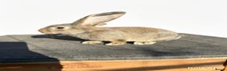 Continental Giant rabbits for sale: Giant ready to go now 12 weeks old  - Advert 4