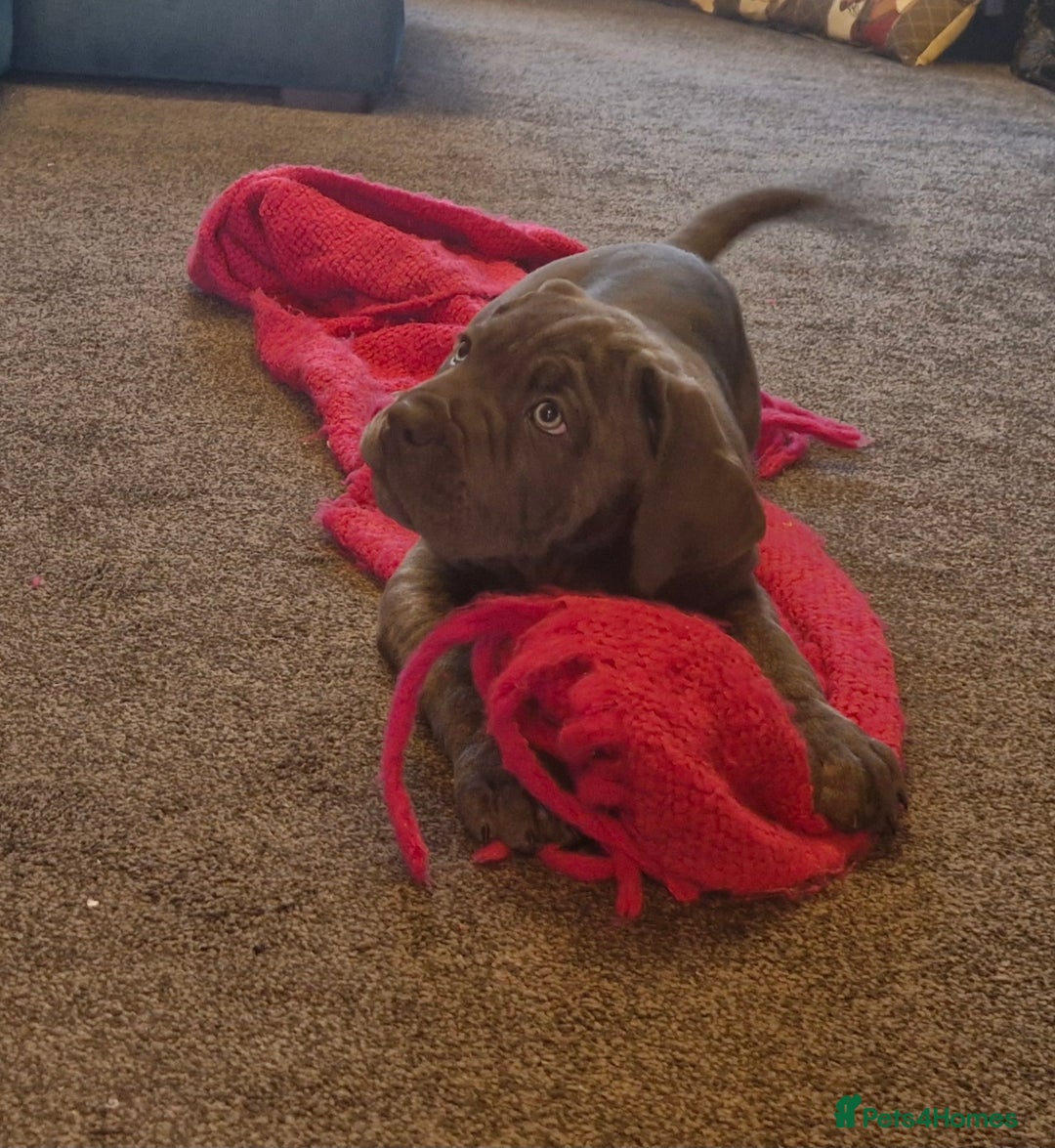 Cane Corso dogs for sale: EXCEPTIONAL PEDIGREE CANE CORSO PUPPIES - Advert 8