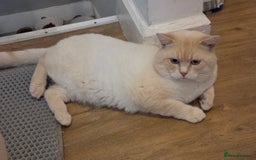 British Shorthair cats for sale: Pedigree GCCF Boy British Shorthair Colourpoint - Image 7