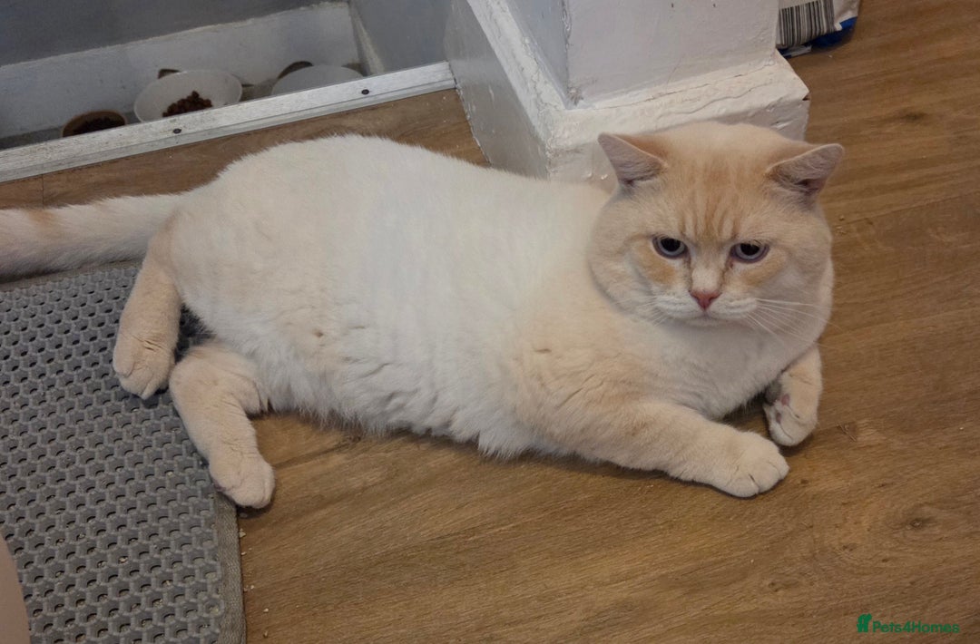 British Shorthair cats for sale: Pedigree GCCF Boy British Shorthair Colourpoint - Image 7